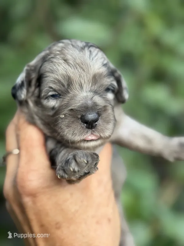 Topaz F1b  – Miniature Aussiedoodle puppy for sale in Tampa, FL