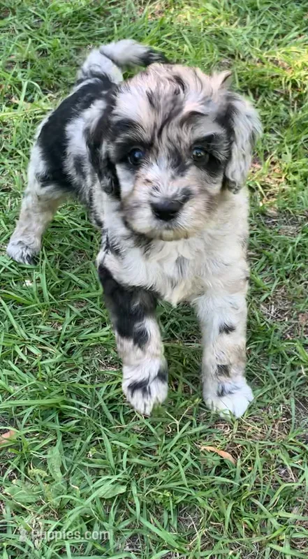 Jack – Miniature Goldendoodle puppy for sale in Tampa, FL