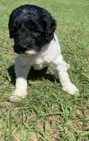 Milo, a male Miniature Goldendoodle for sale in Tampa, FL – Photo 4 of 6