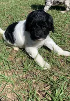 Milo, a male Miniature Goldendoodle for sale in Tampa, FL – Photo 5 of 6