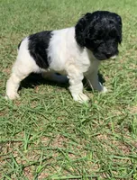 Milo, a male Miniature Goldendoodle for sale in Tampa, FL – Photo 3 of 6