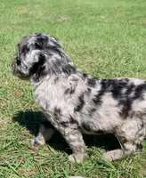Jack, a male Miniature Goldendoodle for sale in Tampa, FL – Photo 2 of 7
