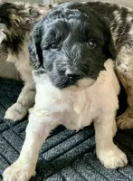 Milo, a male Miniature Goldendoodle for sale in Tampa, FL – Photo 2 of 6