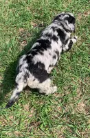 Jack, a male Miniature Goldendoodle for sale in Tampa, FL – Photo 3 of 7