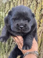 Bao, a male Chow Chow for sale in Ruskin, FL – 7 of 8