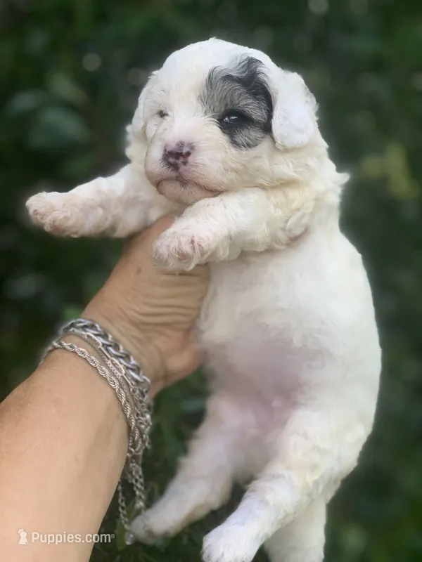 Morkiepoo Sable parti – Poodle - Toy , Morkie puppy for sale in Tampa, FL
