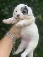 Morkiepoo Sable parti, a female Poodle - Toy  and Morkie for sale in Tampa, FL – 1 of 4