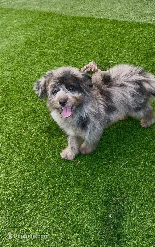 Tyson – Miniature Aussiedoodle puppy for sale in Tampa, FL