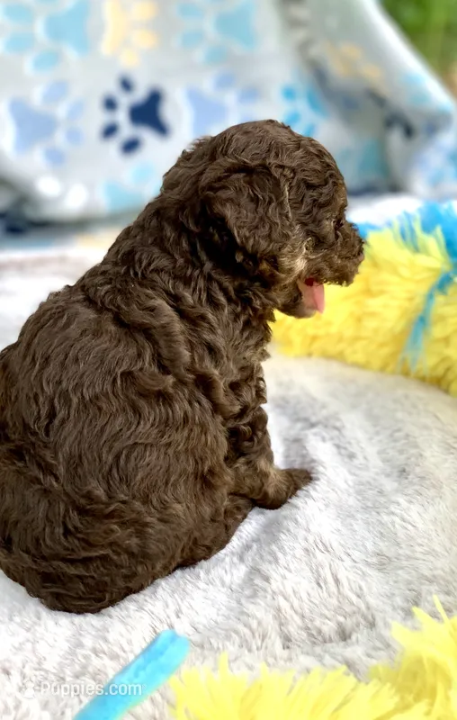 Teddy the Chowdoodle – Chow Chow puppy for sale in Tampa, FL