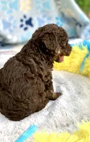 Teddy the Chowdoodle, a male Chow Chow for sale in Tampa, FL – 1 of 3