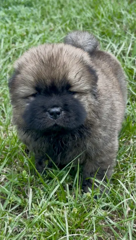 Yuki – Chow Chow puppy for sale in Ruskin, FL
