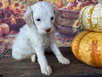 Rosie, a female Cockapoo for sale in Ruskin, FL – 3 of 6