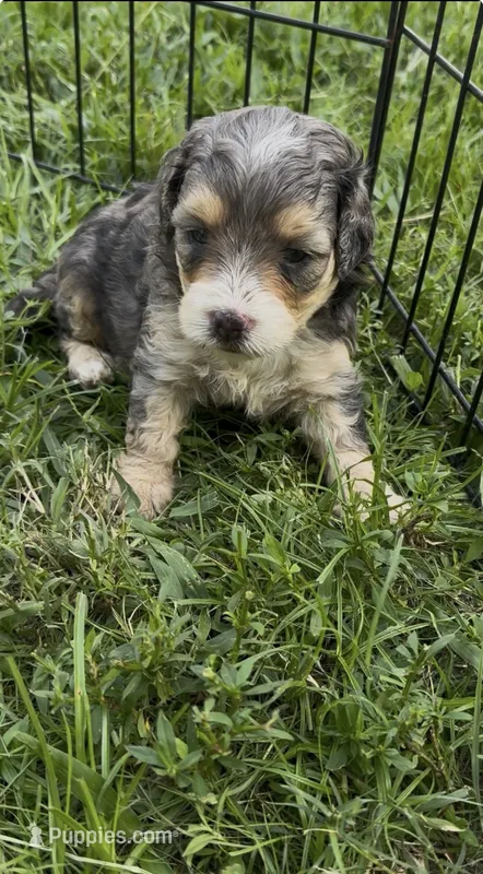 Emerald  F1b – Miniature Aussiedoodle puppy for sale in Tampa, FL