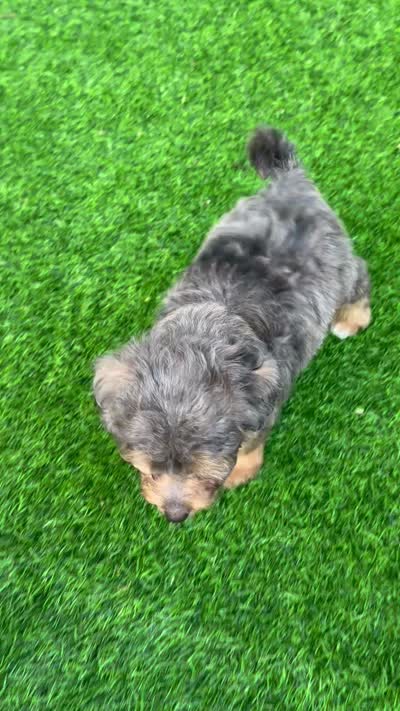 Winnie, a female Miniature Aussiedoodle for sale in Tampa, FL – 5 of 9