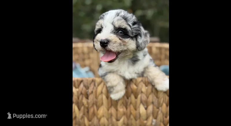 Misty – Poodle - Toy , Morkie puppy for sale in Ruskin, FL