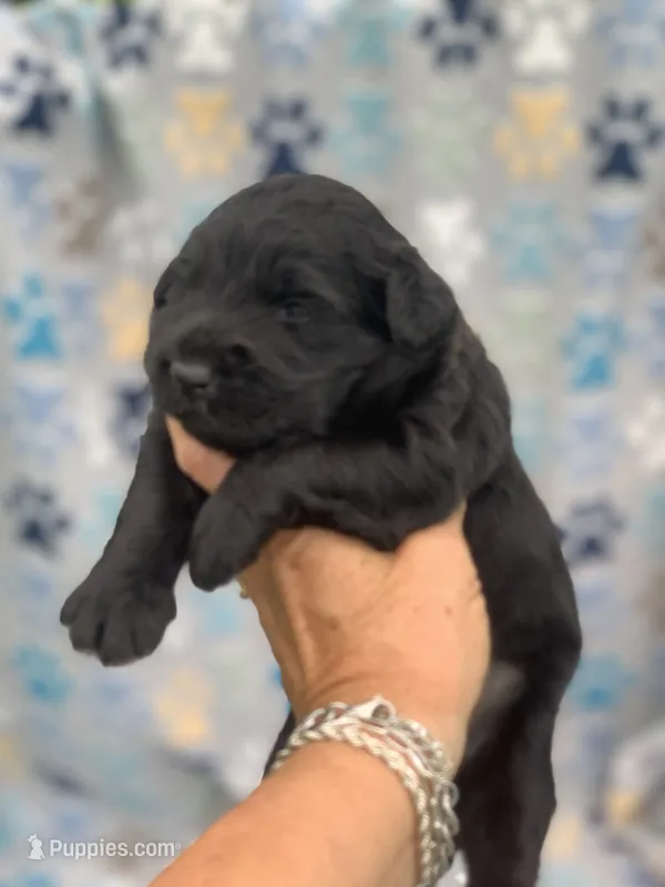 Luna standard Chowdoodle. Health tested parents – Chow Chow puppy for sale in Tampa, FL