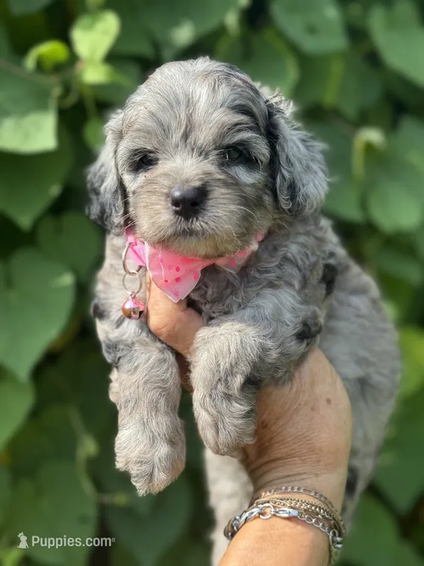 Topaz F1b  – Miniature Aussiedoodle puppy for sale in Tampa, FL