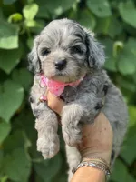 Topaz F1b , a female Miniature Aussiedoodle for sale in Sun City Center, FL – 3 of 10