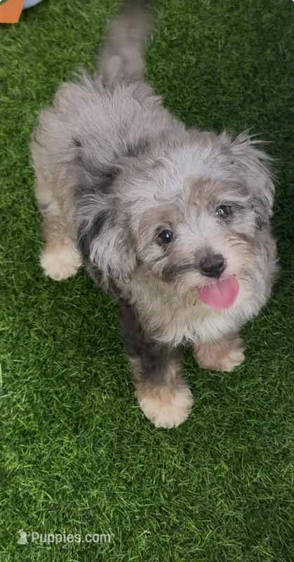 Misty – Miniature Aussiedoodle puppy for sale in Tampa, FL