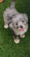 Misty, a female Miniature Aussiedoodle for sale in Tampa, FL – 2 of 9