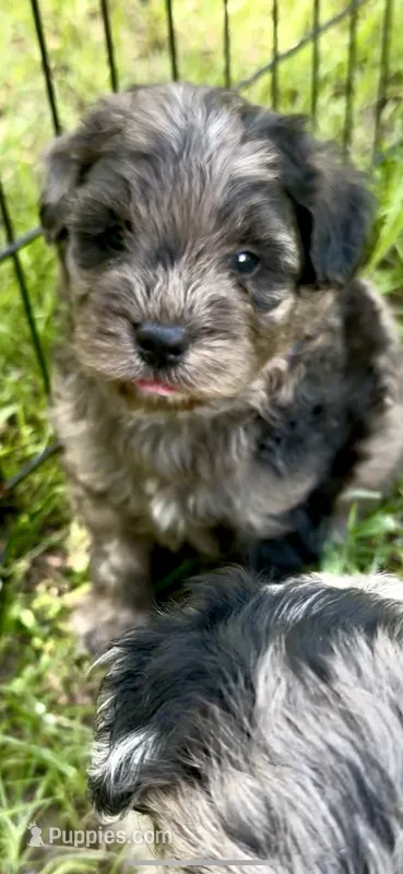 Camo  mini Chowdoodle from DoDo parents  – Chow Chow, Poodle - Miniature  puppy for sale in Tampa, FL