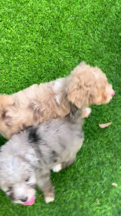 Misty, a female Miniature Aussiedoodle for sale in Tampa, FL – 8 of 9