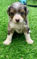 Indigo parents health tested, a female Miniature Aussiedoodle for sale in Tampa, FL – 6 of 10