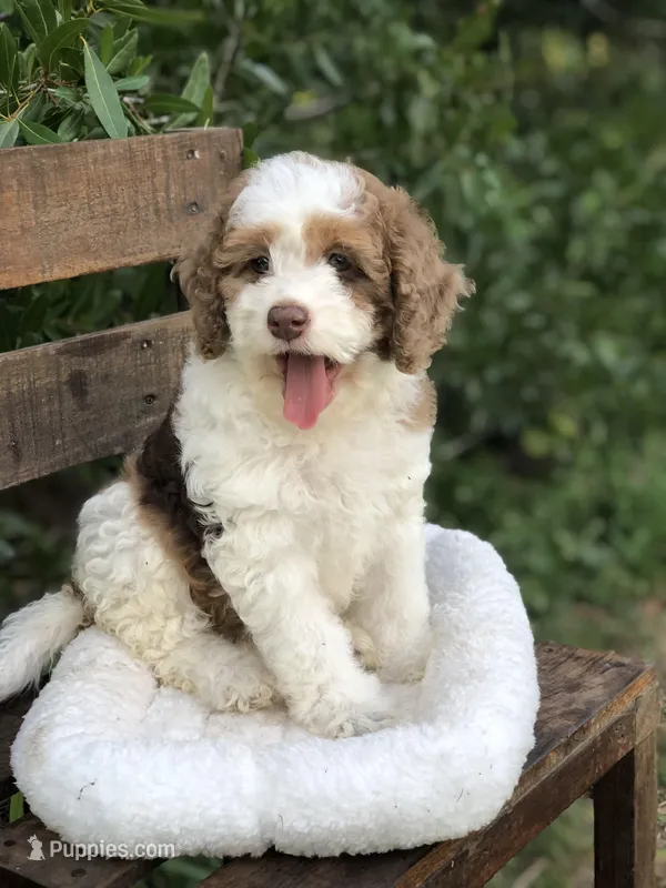 Darly  – Cockapoo puppy for sale in Tampa, FL
