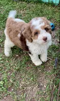 Darly , a female Cockapoo for sale in Tampa, FL – Photo 2 of 6
