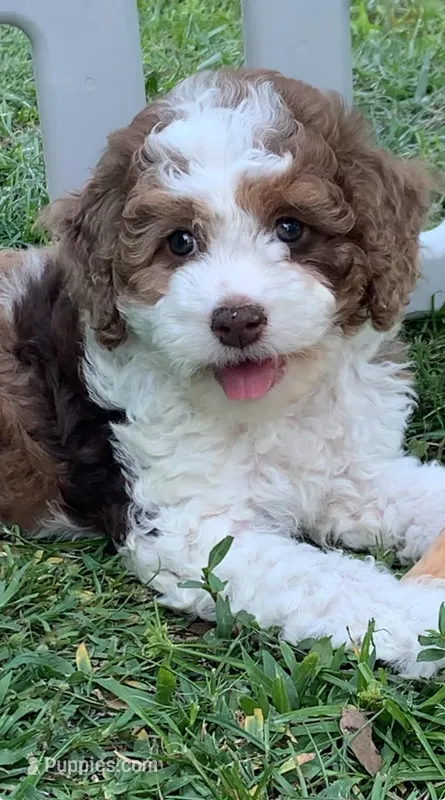 Darly  – Cockapoo puppy for sale in Tampa, FL
