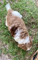 Darly , a female Cockapoo for sale in Tampa, FL – Photo 3 of 6
