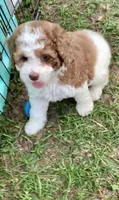 Darly , a female Cockapoo for sale in Tampa, FL – Photo 5 of 6