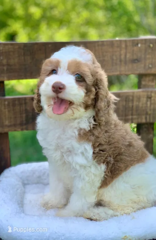 Darly  – Cockapoo puppy for sale in Tampa, FL