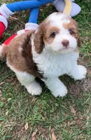Darly , a female Cockapoo for sale in Tampa, FL – Photo 6 of 6