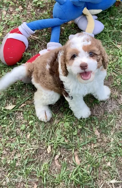 Darly  – Cockapoo puppy for sale in Tampa, FL