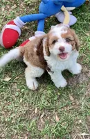 Darly , a female Cockapoo for sale in Tampa, FL – Photo 1 of 6