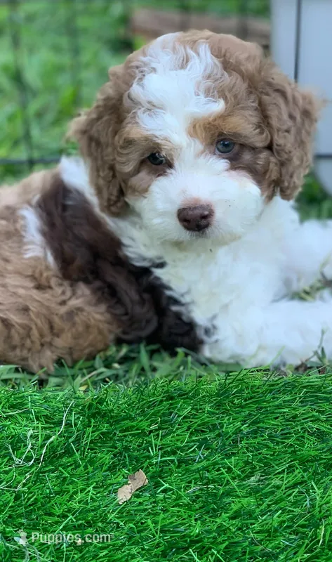Darly  – Cockapoo puppy for sale in Tampa, FL