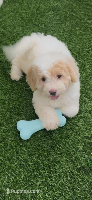 Rosie tiny Chowdoodle – Chow Chow, Poodle - Toy  puppy for sale in Tampa, FL