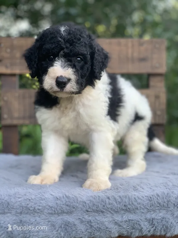Betsy parents health tested – Bernedoodle puppy for sale in Tampa, FL