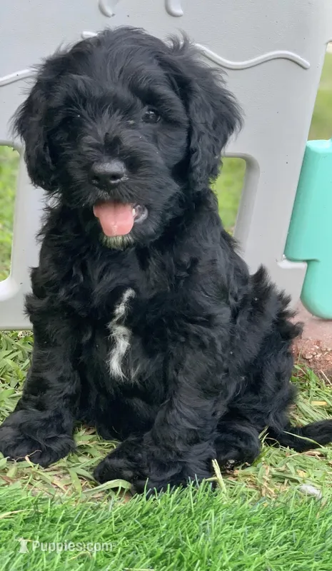 Onyx – Cockapoo puppy for sale in Tampa, FL
