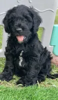 Onyx, a male Cockapoo for sale in Tampa, FL – Photo 1 of 6