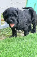Onyx, a male Cockapoo for sale in Tampa, FL – Photo 5 of 6