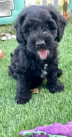Onyx, a male Cockapoo for sale in Tampa, FL – Photo 6 of 6