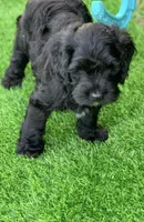 Onyx, a male Cockapoo for sale in Tampa, FL – Photo 2 of 6
