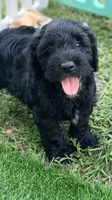 Onyx, a male Cockapoo for sale in Tampa, FL – Photo 4 of 6