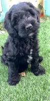 Onyx, a male Cockapoo for sale in Tampa, FL – Photo 3 of 6