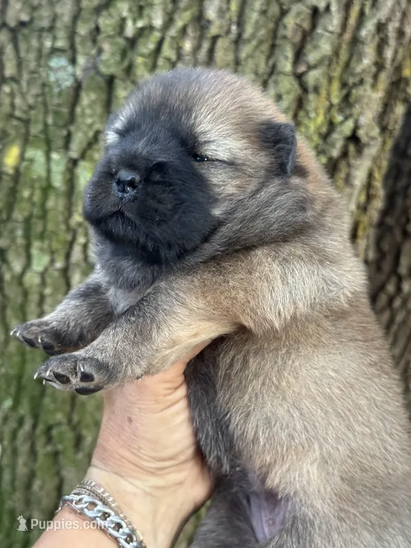 Mei – Chow Chow puppy for sale in Ruskin, FL