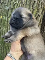 Mei, a female Chow Chow for sale in Ruskin, FL – 1 of 7