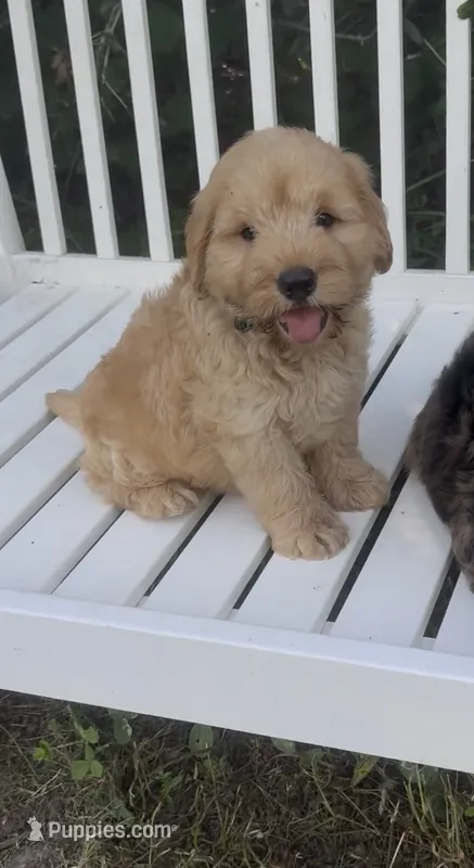 Scout – Chow Chow, Poodle - Miniature  puppy for sale in Sun City Center, FL