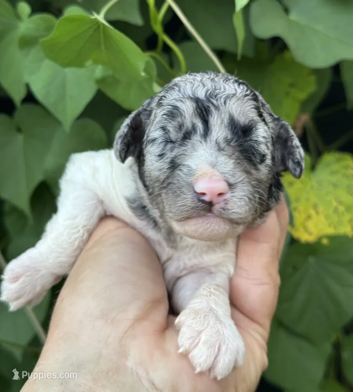 Bluebell. “Regular size” Blue Merle – Cockapoo puppy for sale in Tampa, FL